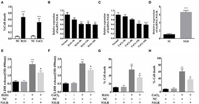 Long Non-coding RNA N1LR Protects Against Myocardial Ischemic/Reperfusion Injury Through Regulating the TGF-β Signaling Pathway